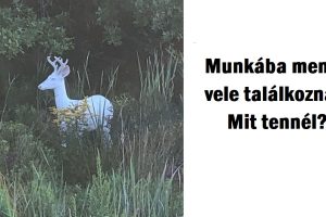 18 állat, aki ránézésre olyan, mintha másik égitestről jött volna