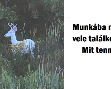18 állat, aki ránézésre olyan, mintha másik égitestről jött volna 18 állat, aki ránézésre olyan, mintha másik égitestről jött volna