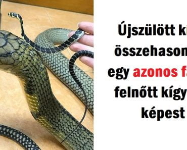 20 ritka kép, amely megváltoztatja az életszemléleted 20 ritka kép, amely megváltoztatja az életszemléleted