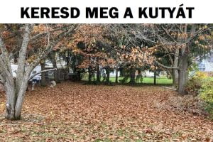 Teszt: Keresd meg a rejtett állatot vagy tárgyat, és bizonyítsd be, hogy sasszemed van