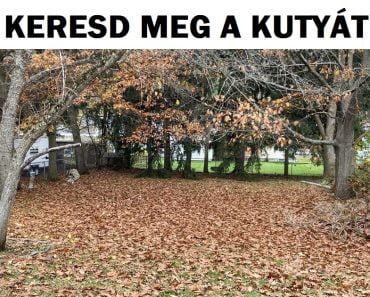 Teszt: Keresd meg a rejtett állatot vagy tárgyat, és bizonyítsd be, hogy sasszemed van