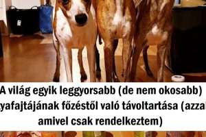 15+ kutya, akinek a különös furcsa dolgai egyszerre dobnak fel és csalnak mosolyt az arcodra