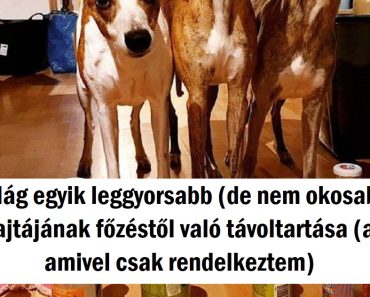 15+ kutya, akinek a különös furcsa dolgai egyszerre dobnak fel és csalnak mosolyt az arcodra 15+ kutya, akinek a különös furcsa dolgai egyszerre dobnak fel és csalnak mosolyt az arcodra