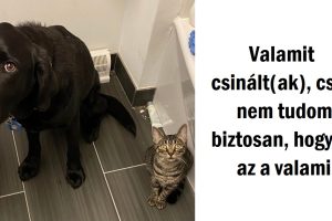 20+ kiskedvenc, aki bűnt követett el, de annyira cukin néztek, hogy senki nem tudna rájuk mérges lenni