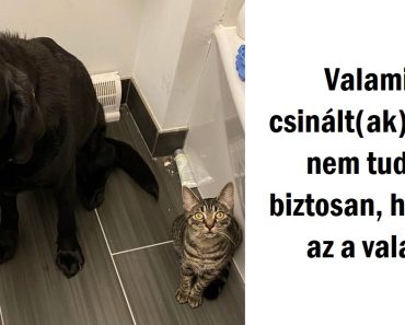20+ kiskedvenc, aki bűnt követett el, de annyira cukin néztek, hogy senki nem tudna rájuk mérges lenni