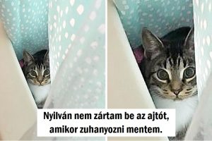 20 imádnivaló négylábú, akik mellett nem létezik privát szféra