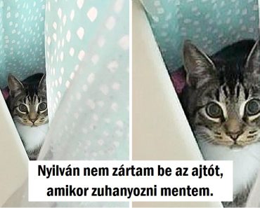 20 imádnivaló négylábú, akik mellett nem létezik privát szféra