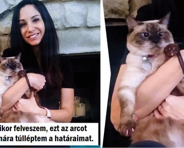 20+ cica, akinek fogalma sincs róla, hogyan kellene viselkednie a szerető gazdájával