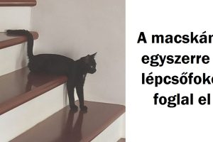 20 kiskedvenc, akinek a működése megértéséhez használati útmutató kell