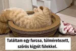 15 kép, amely megmutatja, hogy a cicák folyékony halmazállapotúak