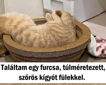 15 kép, amely megmutatja, hogy a cicák folyékony halmazállapotúak