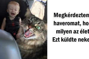 20+ fotó, ami bizonyítja, a tökéletes momentum időzítése egy különleges képesség