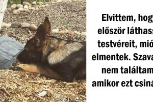 20 helyzet, amikor a házikedvencek valami új helyzetet éltek meg, és bennünket azonnal rabul ejtettek a valódi érzéseik