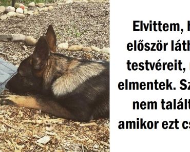 20 helyzet, amikor a házikedvencek valami új helyzetet éltek meg, és bennünket azonnal rabul ejtettek a valódi érzéseik