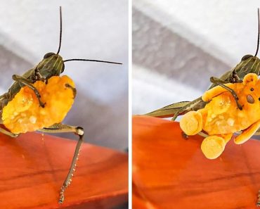 14 alkalom, amikor a Photoshop-csaták elszabadultak, és a kreativitás új szintjét adták hozzá