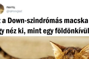 15+ állat, akiknek genetikai mutációja csak még bájosabbá tette őket