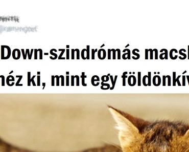 15+ állat, akiknek genetikai mutációja csak még bájosabbá tette őket