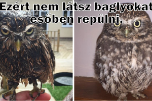 Ez a mosoly órája! 15 kép, ami egy másodperc alatt feldobja a hangulatodat