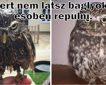 Ez a mosoly órája! 15 kép, ami egy másodperc alatt feldobja a hangulatodat