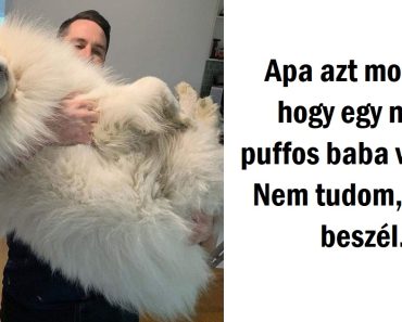 18 fénykép, ami kiváló bizonyíték, hogy a gigantikus „kiskedvenceknek” különleges aurájuk van