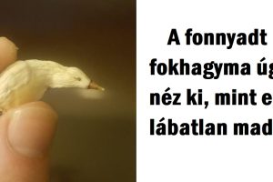 15 helyzet, amikor az anyatermészet átvert bennünket trükkös alkotásaival