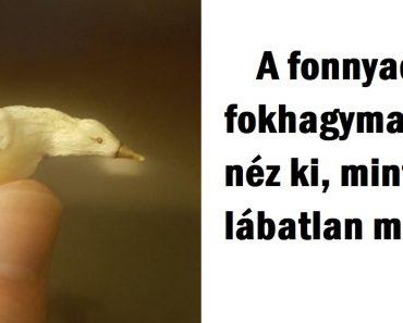 15 helyzet, amikor az anyatermészet átvert bennünket trükkös alkotásaival