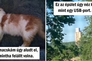 18 ravasz fénykép, amelyet nem egyszerű megoldani