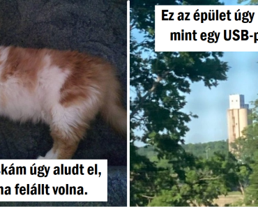 18 ravasz fénykép, amelyet nem egyszerű megoldani