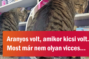 17 ember, akiknek egynél több macskájuk van, és most a következményekkel kell számolniuk