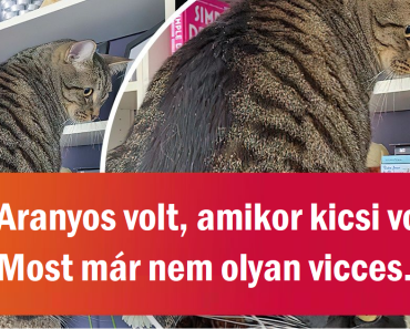 17 ember, akiknek egynél több macskájuk van, és most a következményekkel kell számolniuk