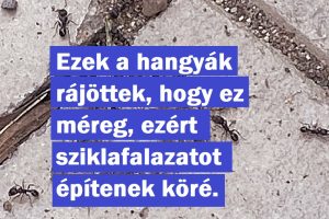 15 egyén, akik szereztek valami jóval klasszabbat, mint egy forinttal tele tárca