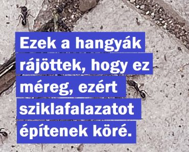 15 egyén, akik szereztek valami jóval klasszabbat, mint egy forinttal tele tárca