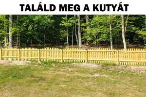 Teszt: Meg tudod találni a tárgyakat és állatokat, amelyek szemmel láthatóan jól elbújtak?