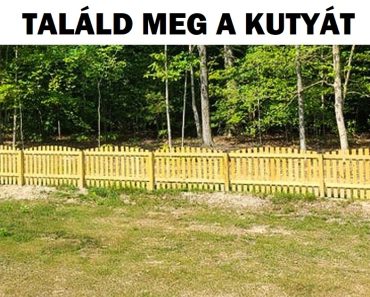 Teszt: Meg tudod találni a tárgyakat és állatokat, amelyek szemmel láthatóan jól elbújtak?