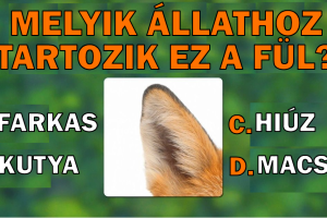 Teszt: Derítsd ki, hogy meg tudod-e találni az összes állatot, ami ezeken a képeken van elrejtve.