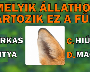 Teszt: Derítsd ki, hogy meg tudod-e találni az összes állatot, ami ezeken a képeken van elrejtve.