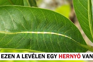 16 látszólagos tárgy, amely ránézésre valami egész más szeretne lenni