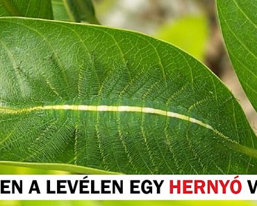 16 látszólagos tárgy, amely ránézésre valami egész más szeretne lenni