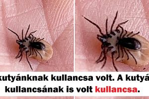 20+ személy, akik olyan dolgot láttak, amelyet nem tudtak hova tenni első látásra