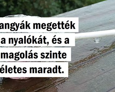 15 szokásos nap, amelyet Anyatermészet egy kis ajándékkal lepett meg