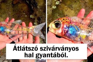15 alkalom, amikor egy művész kreativitása túlmutatott a valóságon