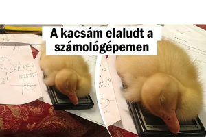 20 kép, amely azonnal milliónyi mosolyt válthat ki