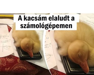 20 kép, amely azonnal milliónyi mosolyt válthat ki