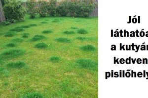 22 kép, ami bebizonyítja, hogy a háziállatok különleges nyomot hagynak az életünkben