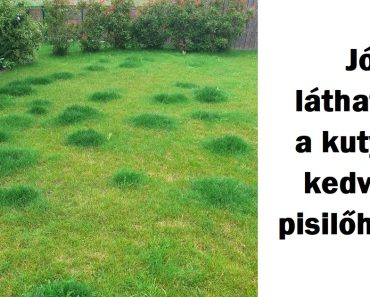 22 kép, ami bebizonyítja, hogy a háziállatok különleges nyomot hagynak az életünkben
