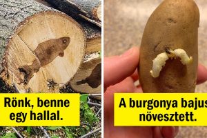 25 kép, amelyek bizonyítják, hogy a természet egy folyamatos öröm