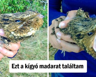 15 alkalom, amikor az univerzum unatkozott, és úgy döntött, hogy igazi show-t rendez