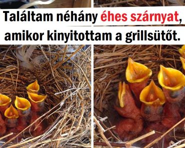 15 alkalom, amikor az emberek egy kicsit messze voltak attól, hogy normális napjuk legyen