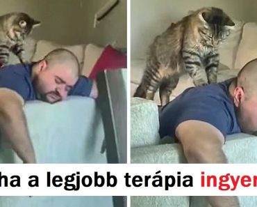 18 háziállat-ember kötődés, amely növeli a napi szerotoninadagodat