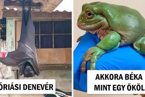 17 kép, amelyek bizonyítják, hogy néhány dolog sokkal nagyobb lehet, mint gondoltuk